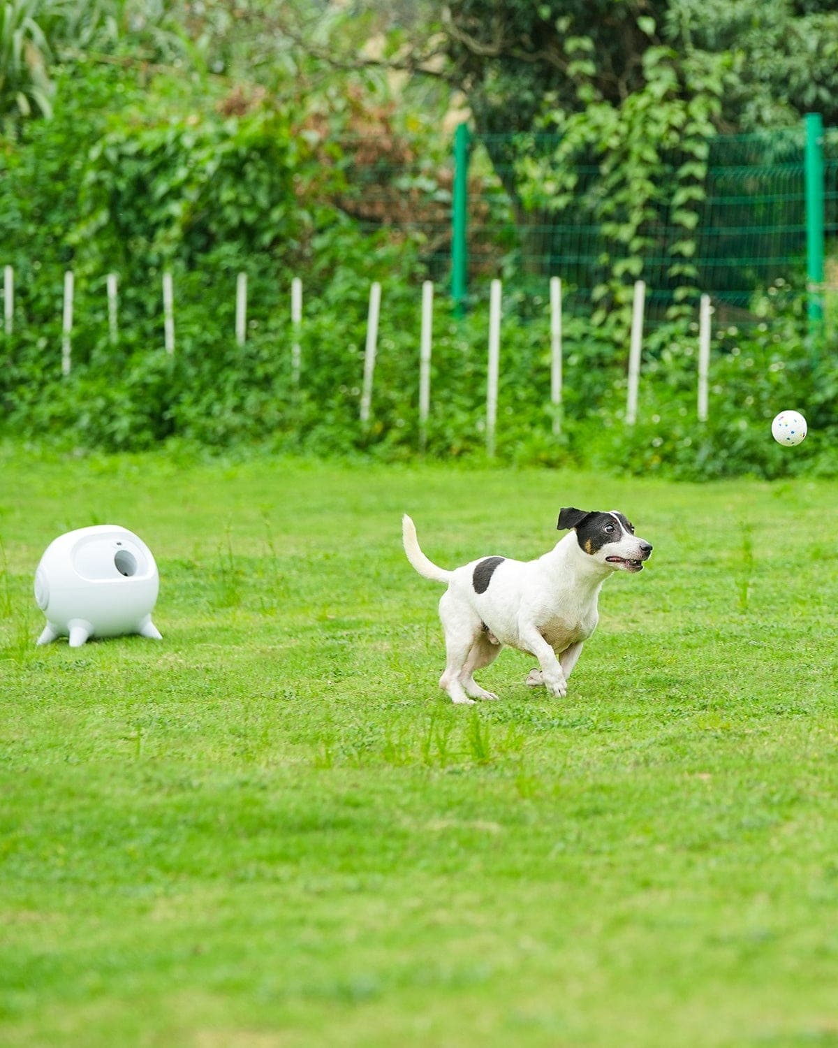 Pawzey Pet iRetriever Dog Ball Launcher * Equipped with 4 Balls